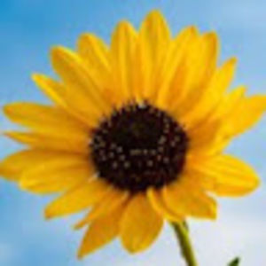 Meet your Posher, Teyah